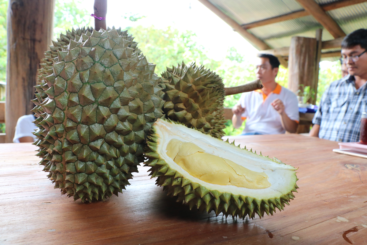 durian_pgs (2)