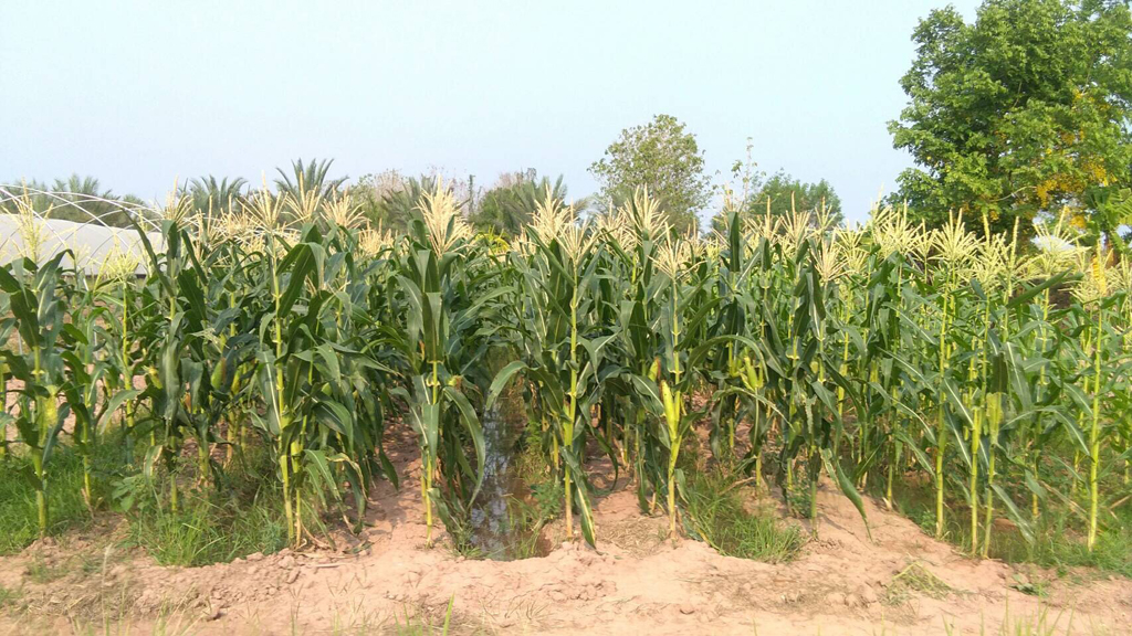 corn_farm